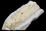 Fossil Mosasaur (Tethysaurus) Jaw Section - Goulmima, Morocco #107087-3